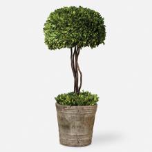  60095 - Uttermost Tree Topiary Preserved Boxwood