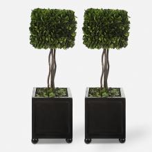  60187 - Uttermost Preserved Boxwood Square Topiaries, S/2